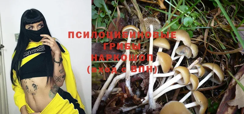 Псилоцибиновые грибы Psilocybe  мега вход  Сорск  что такое наркотик 